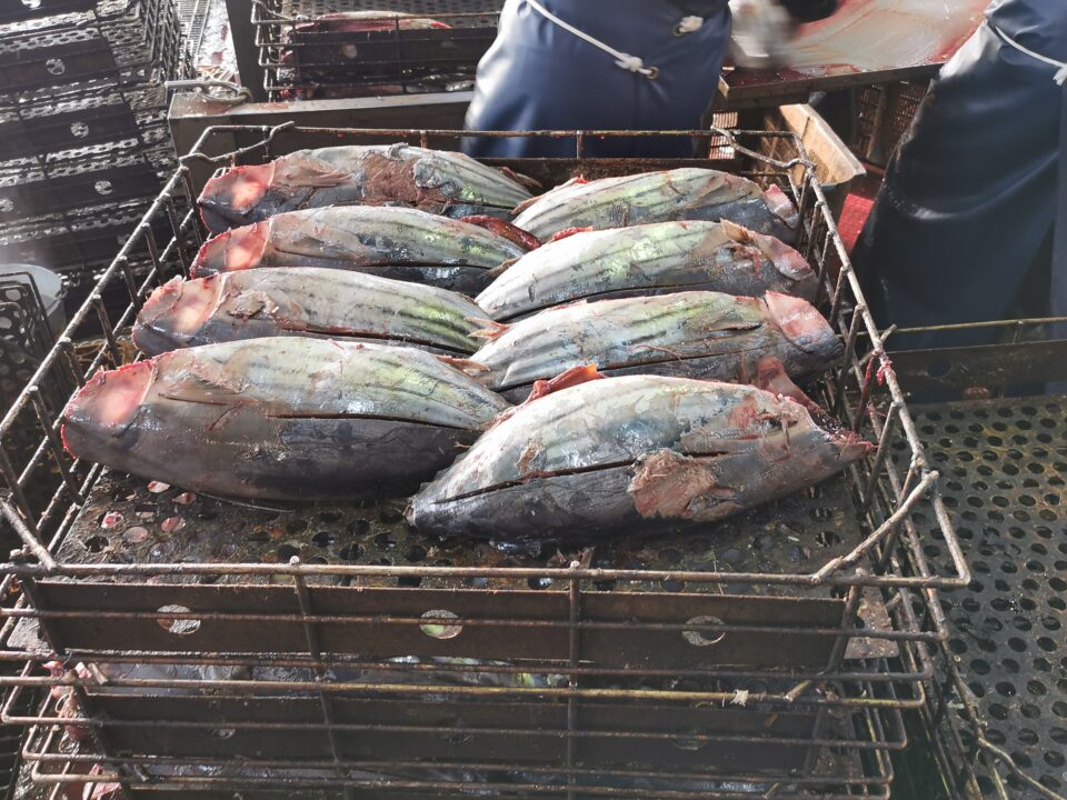 カツオ節の製造工程を視察 Kosher Bonito Flakes コーシャジャパン株式会社